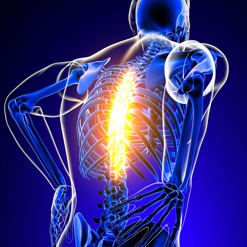 Thoracic spine joint pain Anatomy For Medical Concept 3D